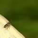 Illustration for article titled Has a New Species of Insect Appeared in the Middle of London?